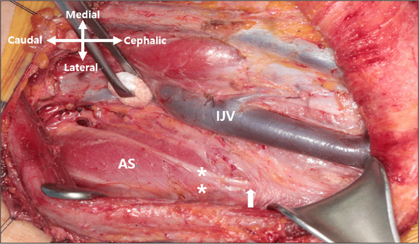 jcohns-31-2-267-g2