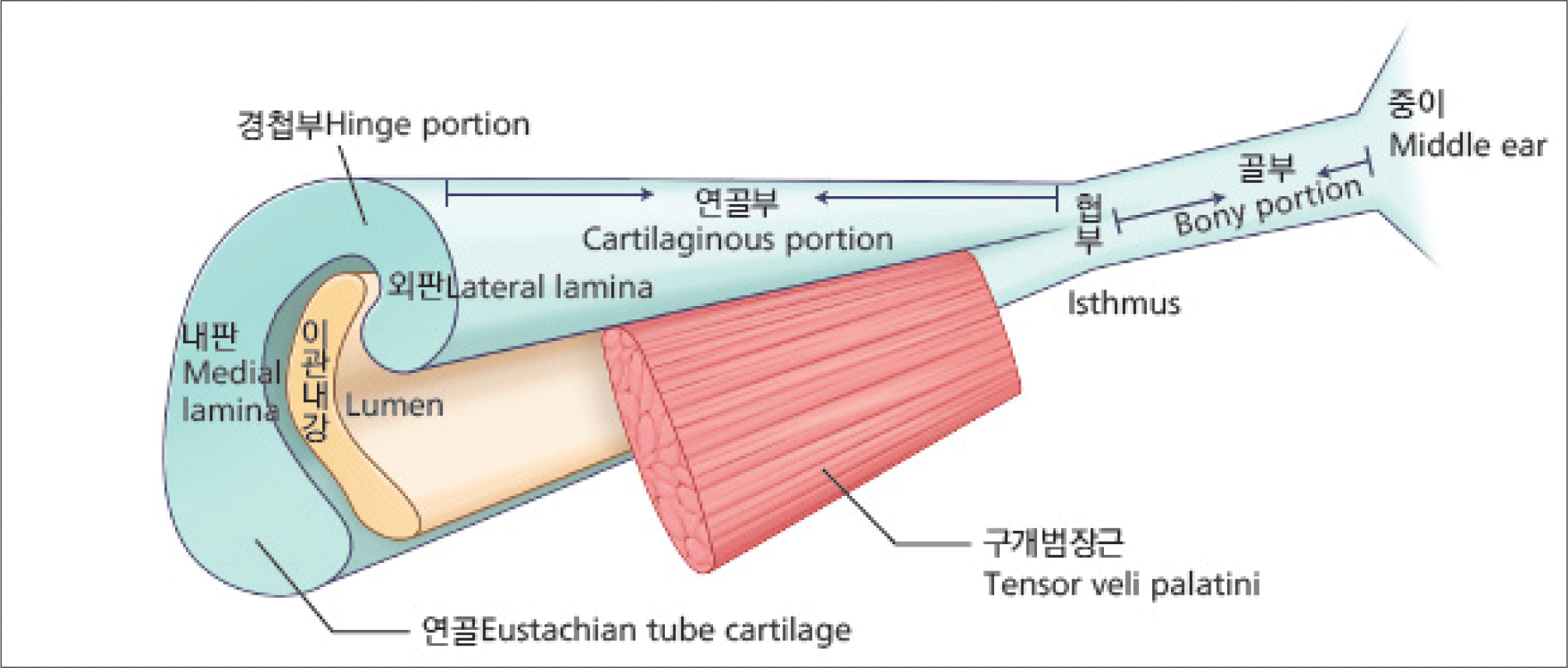 jcohns-33-4-165-g1