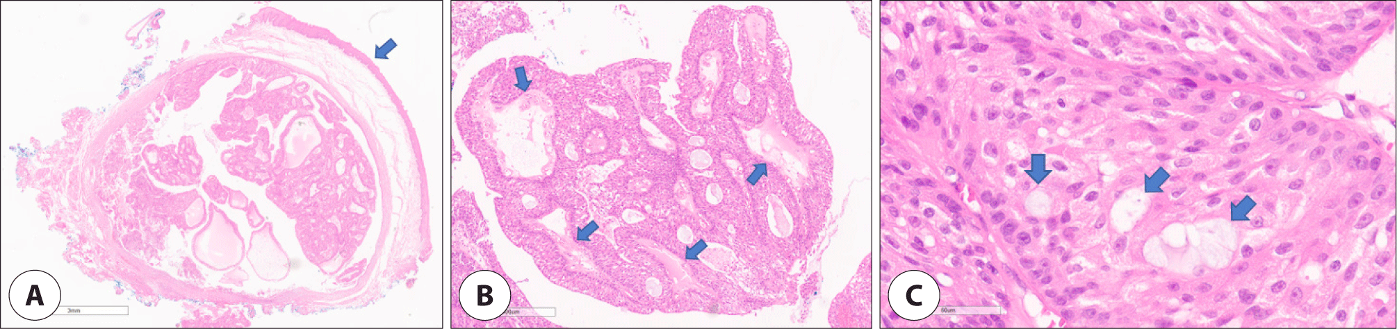 jcohns-33-4-246-g4