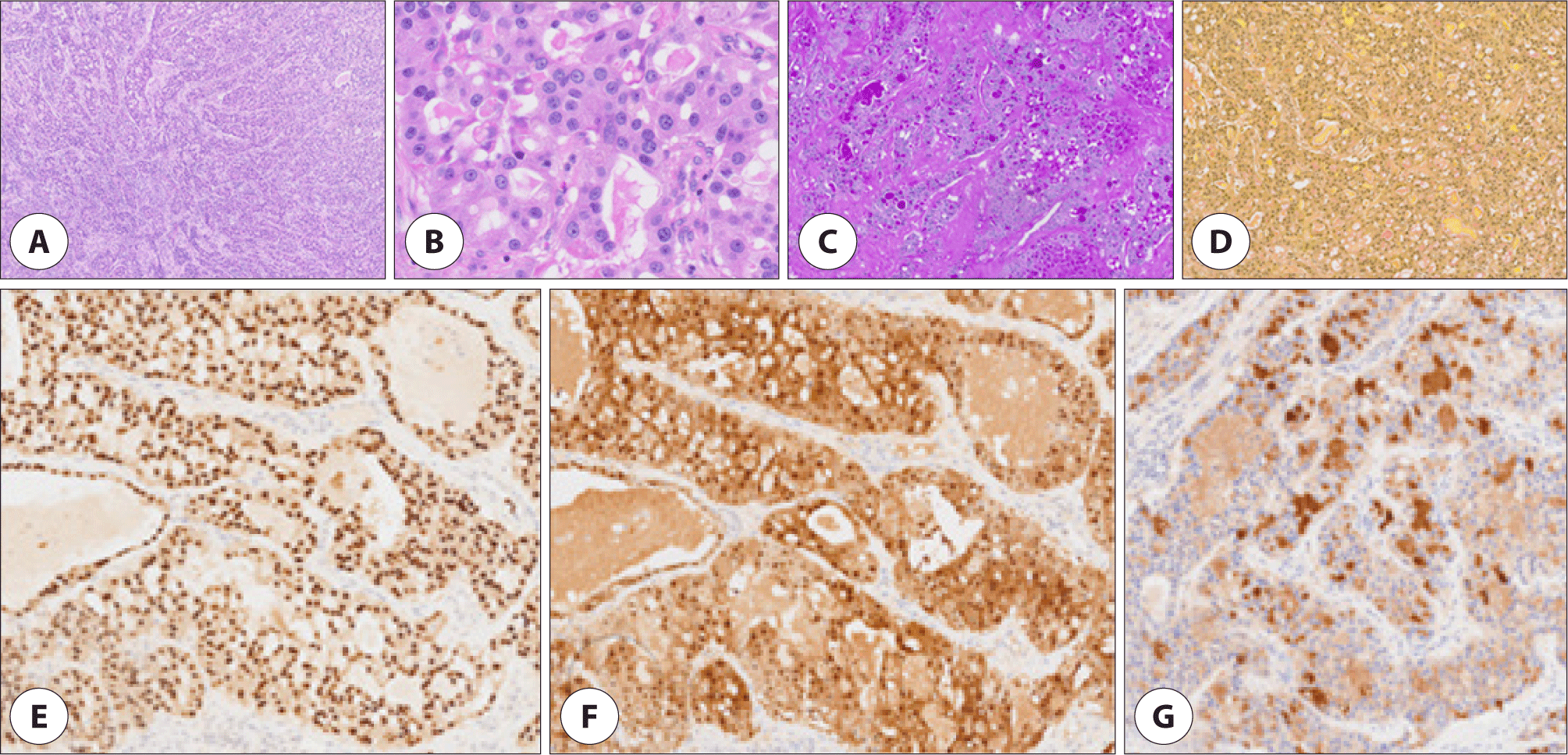 jcohns-34-4-225-g3